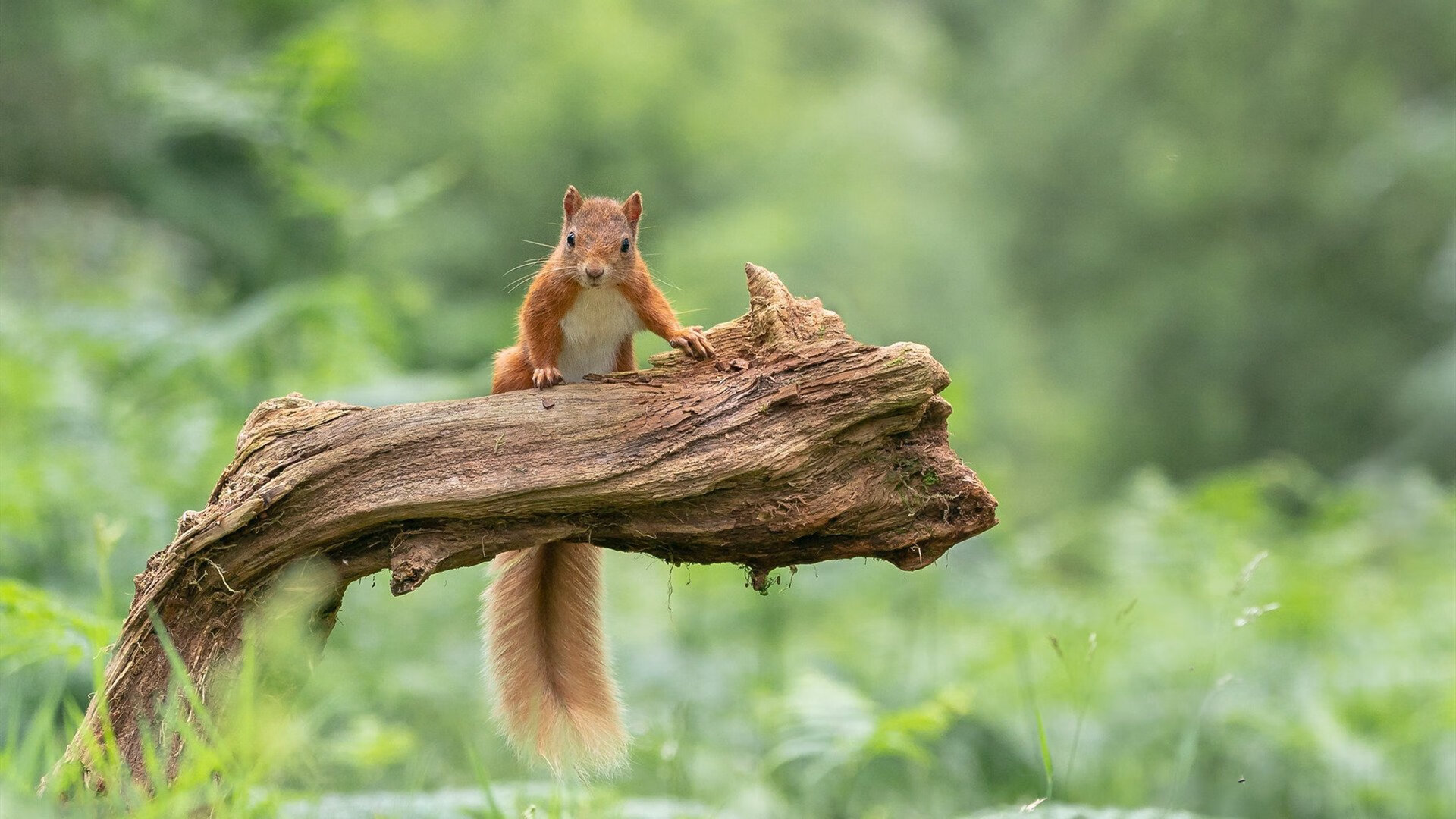 Leyu Sport下载-意甲青训营融入认知训练提升技战术反应速度的实证研究,意甲5月4日恢复训练