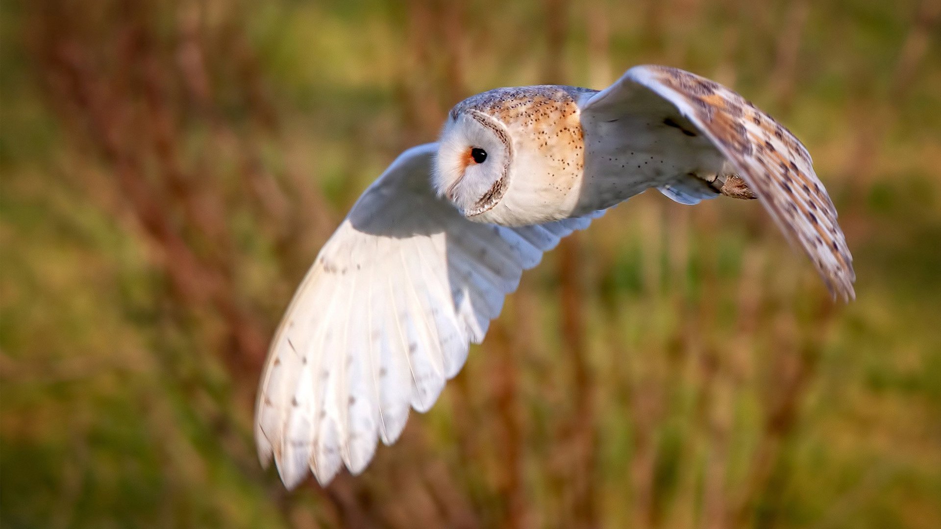 乐鱼体育平台app下载-“东安湖赛场跑酷：惊险跃升，挑战极限障碍”