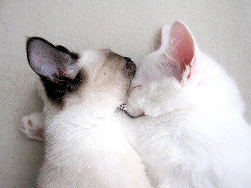 乐鱼娱乐app-中国女篮积极推进技战术改革,中国女篮训练计划