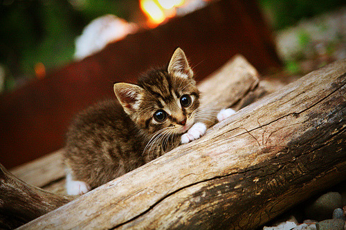 APP下载 LY Sports-划频–划幅匹配优化,提升推进力,划幅和划频