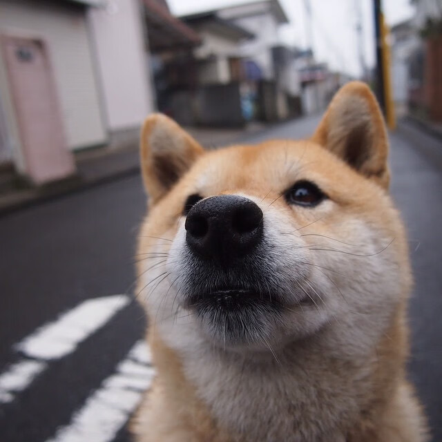 乐鱼电竞-塔特在袋鼠队中的地位愈加重要,成为球队攻防核心