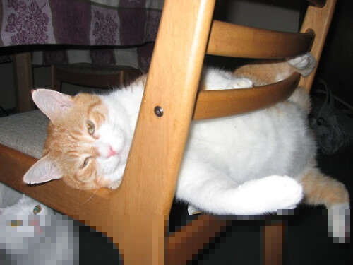 乐鱼电竞在线平台登录入口-格鲁吉亚女篮在欧洲锦标赛中表现出色，期待奥运彩绘新篇，格鲁吉亚男篮